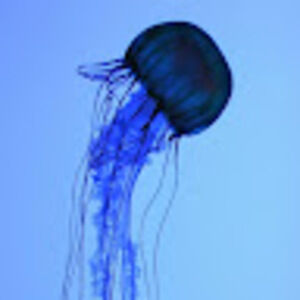 Meet your Posher, Clair